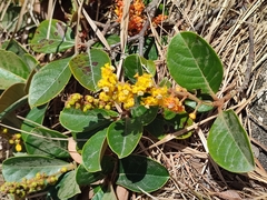 Byrsonima crassifolia