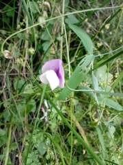 Lathyrus pusillus