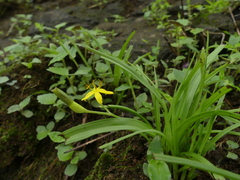 Hypoxis aurea