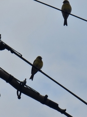 Serinus canaria canaria
