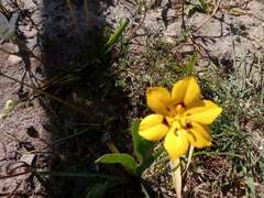 Sisyrinchium graminifolium