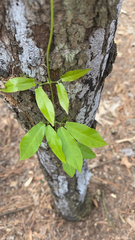 Bignonia capreolata