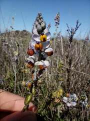 Monnina philippiana