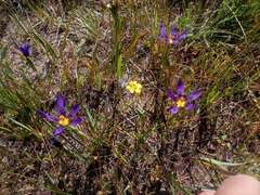 Calydorea xiphioides