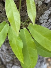 Bignonia capreolata