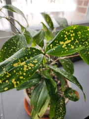 Dracaena surculosa