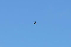 Buteo buteo rothschildi