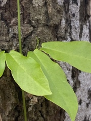 Bignonia capreolata