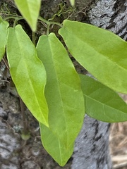 Bignonia capreolata