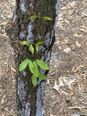 Bignonia capreolata