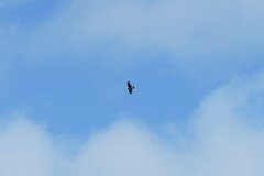 Buteo buteo rothschildi