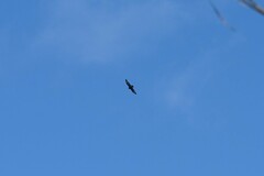 Buteo buteo rothschildi