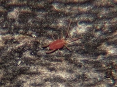 Callidosomatinae
