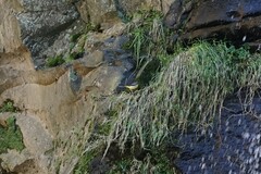 Motacilla cinerea patriciae