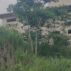 Cochlospermum vitifolium