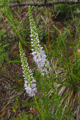 Veronica linariifolia