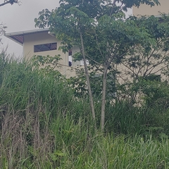 Cochlospermum vitifolium