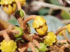 Byrsonima crassifolia