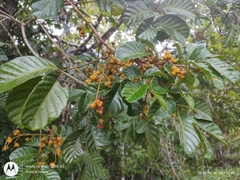 Cupania
