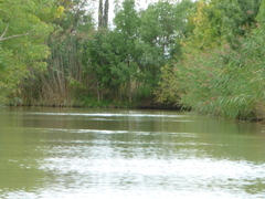 Phragmites australis