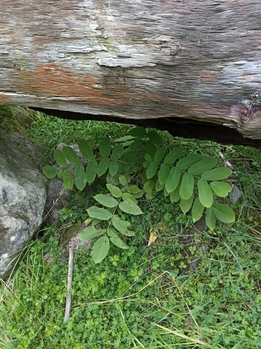 Image of Juglans ailantifolia by (c) Oscar Dove, some rights reserved (CC BY)