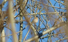 Fringilla montifringilla