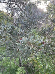 Heteromeles arbutifolia