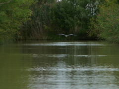 Ardea cinerea