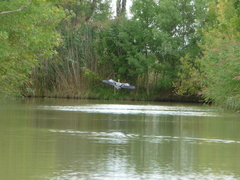 Ardea cinerea