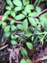 Chauliognathus lugubris