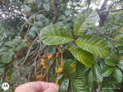 Cupania