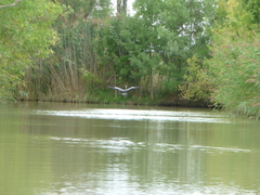 Ardea cinerea
