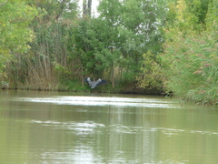 Ardea cinerea
