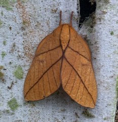 Adeloneivaia