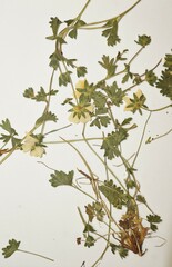 Potentilla crantzii