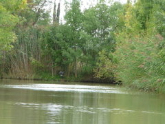 Ardea cinerea