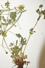 Potentilla crantzii