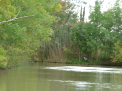 Ardea cinerea