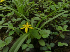 Hypoxis aurea