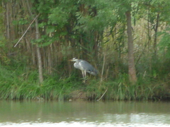 Ardea cinerea