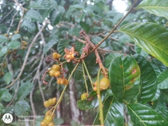Cupania