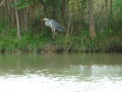 Ardea cinerea