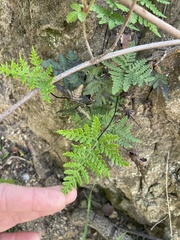 Pentagramma triangularis