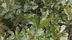 Laurus azorica