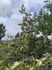 Prunus ilicifolia lyonii