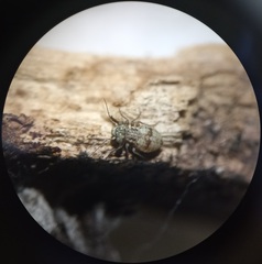 Mesopsocus