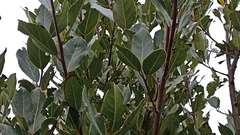Laurus azorica