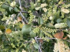 Prunus ilicifolia lyonii