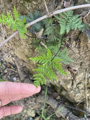 Pentagramma triangularis