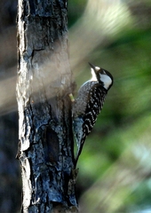 Dryobates borealis
